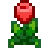 tulip